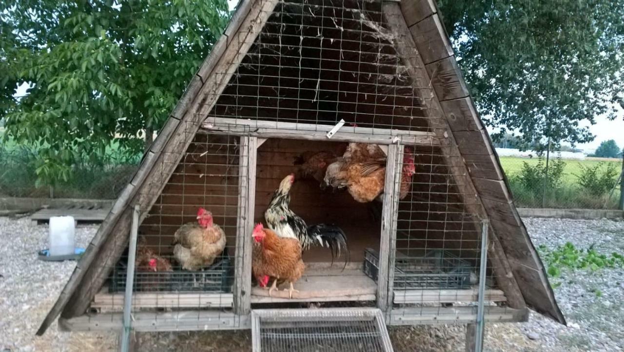Agriturismo Cipolli E Podo Corte Carlini Mantova Ngoại thất bức ảnh